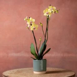 Phalaenopsis 'Golden Cheetah' 8 Phalaenopsis 'Golden Cheetah' -Plants Shop pl2000048821 card3 lg