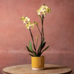 Phalaenopsis 'Golden Cheetah' 10 Phalaenopsis 'Golden Cheetah' -Plants Shop pl2000048821 card5 lg