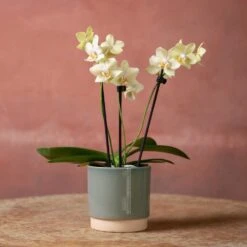 Phalaenopsis 'Livorno' -Plants Shop pl2000048822 card3 lg