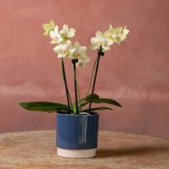Phalaenopsis 'Livorno' -Plants Shop pl2000048822 card4 lg