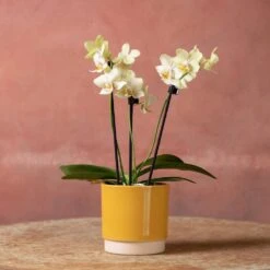 Phalaenopsis 'Livorno' -Plants Shop pl2000048822 card5 lg