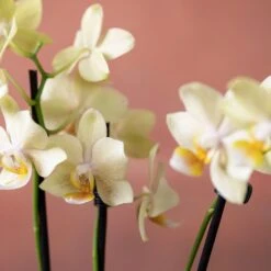 Phalaenopsis 'Livorno' -Plants Shop pl2000048822 card6 lg