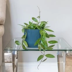 Hoya Gracilis -Plants Shop pl2000048883 card3 lg