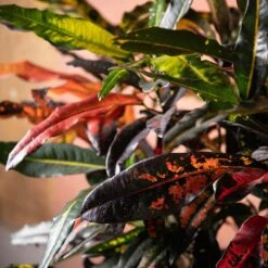 Codiaeum Variegatum 'Mango Tango' -Plants Shop pl2000048905 card3 lg