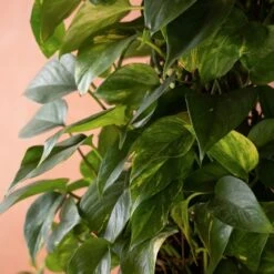 Epipremnum Aureum -Plants Shop pl2000048918 card3 lg