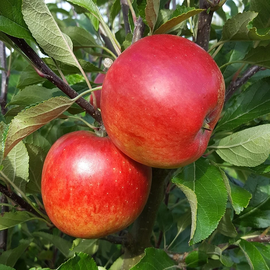 Apple 'Meridian' (PBR) 1 Apple 'Meridian' (PBR)