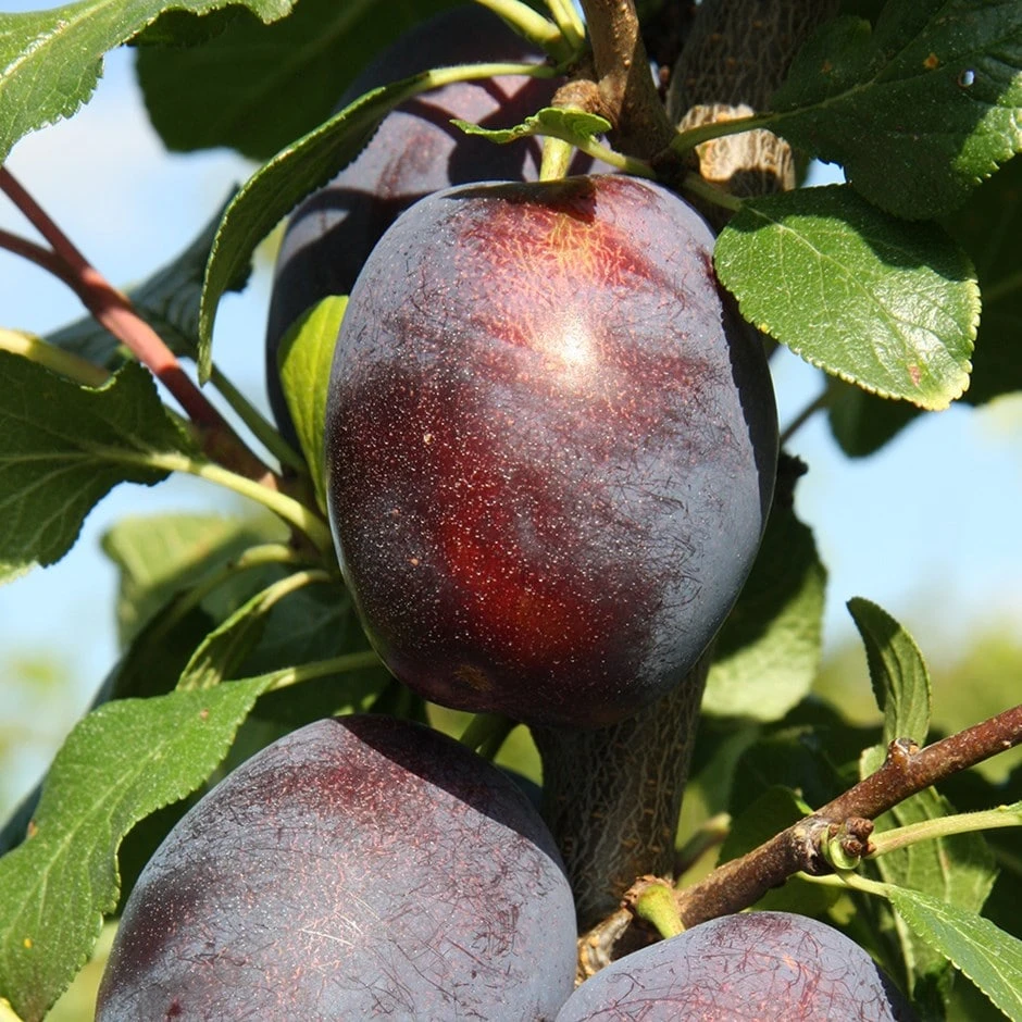 Plum 'Haganta' (PBR) 1 Plum 'Haganta' (PBR)