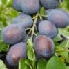 Plum 'Kulinaria'