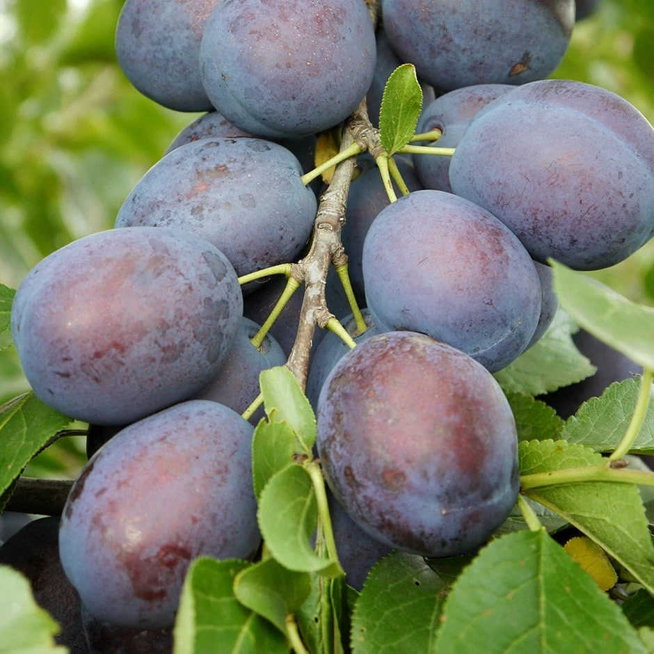 Plum 'Kulinaria' 1 Plum 'Kulinaria'