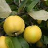 Quince 'Serbian Gold'