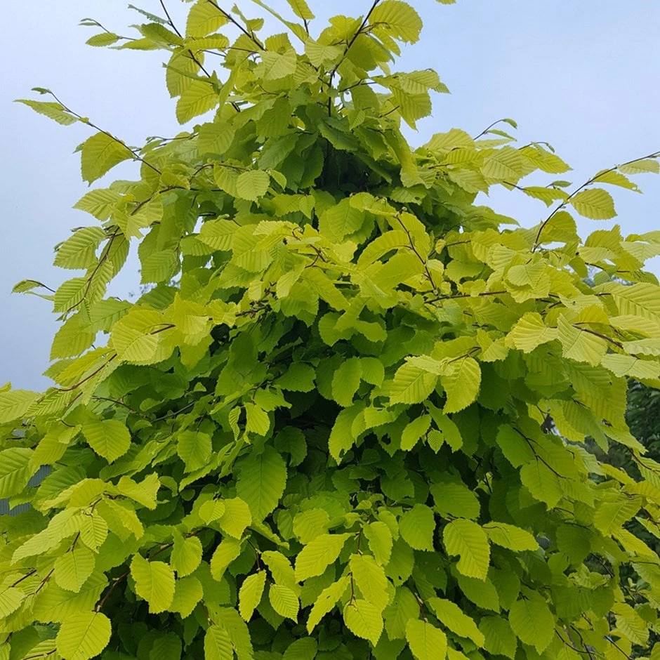 Carpinus Betulus Chartreuse® ('Carpsim') (PBR) 1 Carpinus Betulus Chartreuse® ('Carpsim') (PBR)