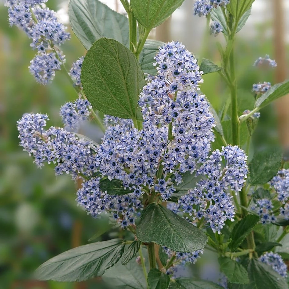 Ceanothus Arboreus 'Trewithen Blue' 1 Ceanothus Arboreus 'Trewithen Blue'