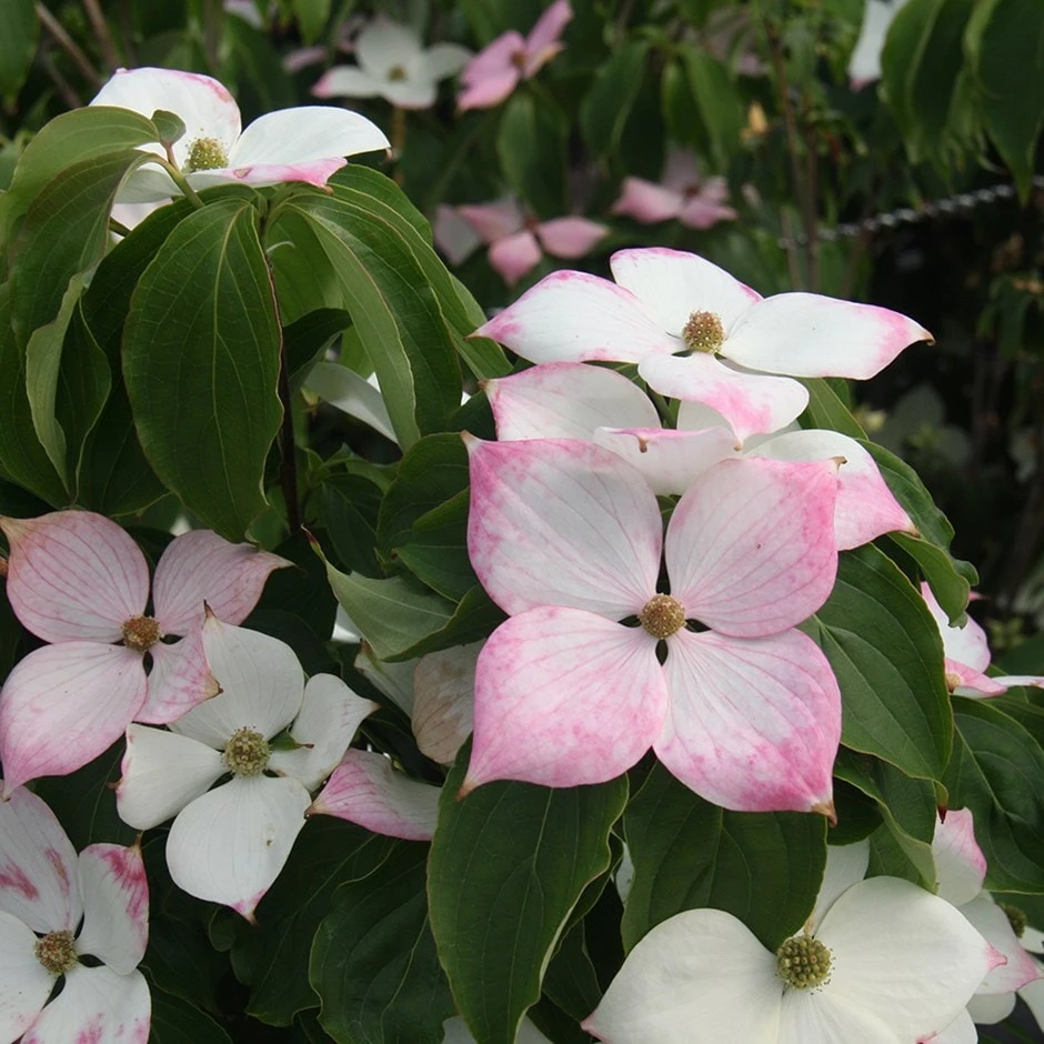 Cornus Kousa 'Teutonia' 1 Cornus Kousa 'Teutonia'