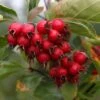 Crataegus Succulenta 'Jubilee' (PBR)