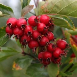 Crataegus Succulenta 'Jubilee' (PBR)