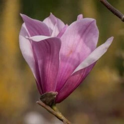 Magnolia 'Spectrum'