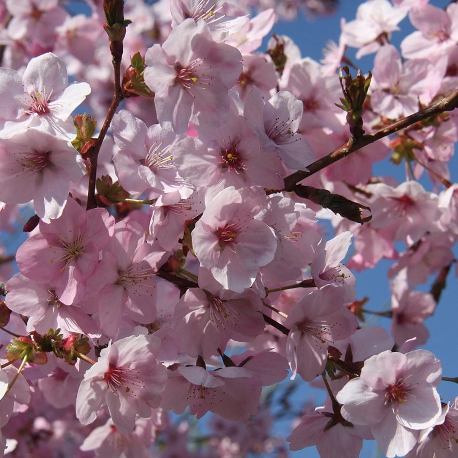 Prunus 'Jacqueline' 1 Prunus 'Jacqueline'