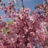 Prunus 'Shosar'