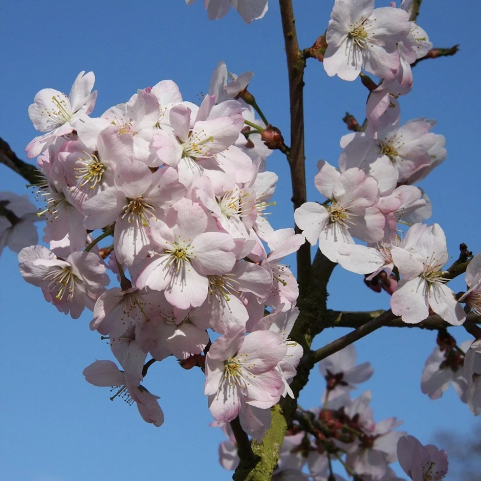 Prunus 'Tiltstone Hellfire' 1 Prunus 'Tiltstone Hellfire'