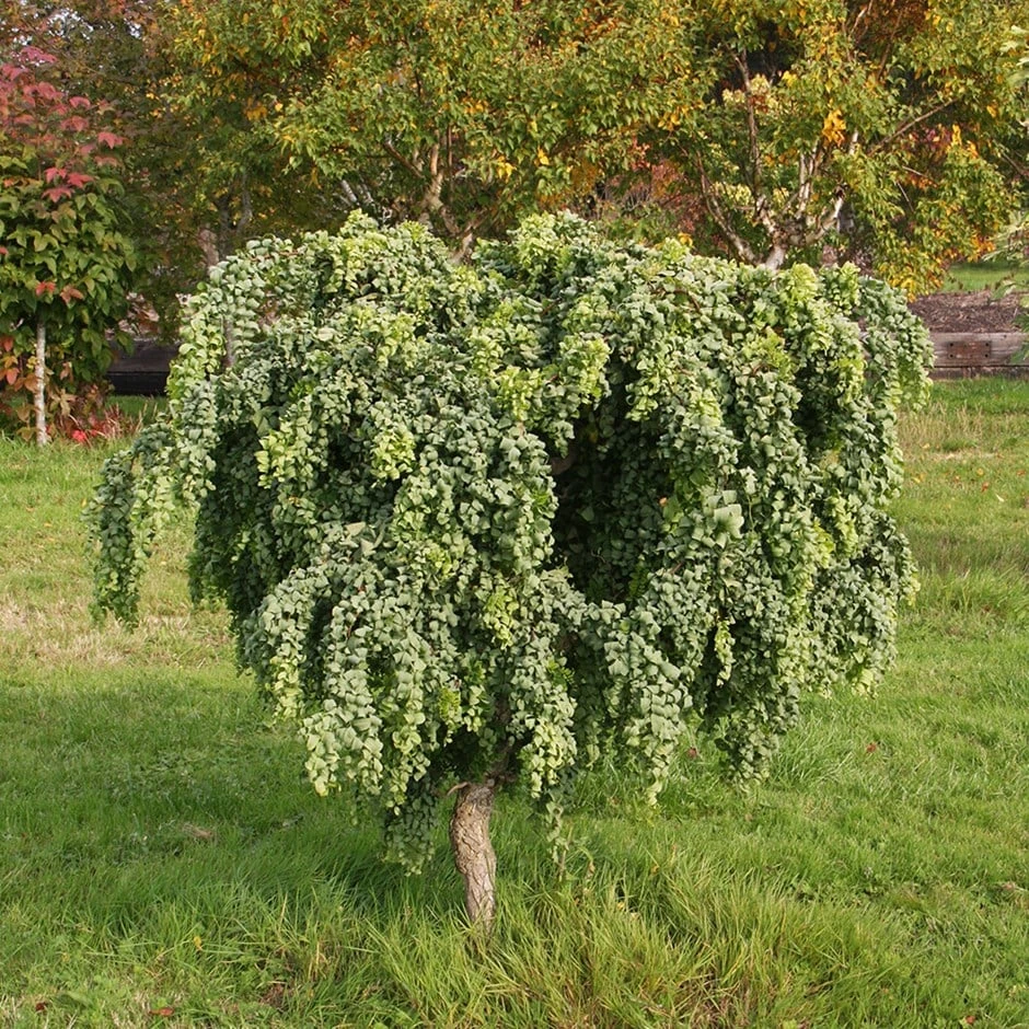 Robinia Pseudoacacia 'Lace Lady' (PBR) 1 Robinia Pseudoacacia 'Lace Lady' (PBR)
