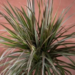 Dracaena Marginata 'Tricolor' -Plants Shop pl2000048989 card3 lg