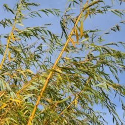 Salix Alba 'Tristis'