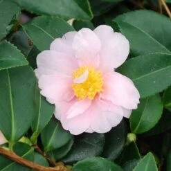 Camellia 'Winter's Toughie' -Plants Shop pl2000049099 card3 lg