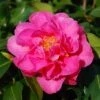 Camellia × Williamsii 'Señorita'