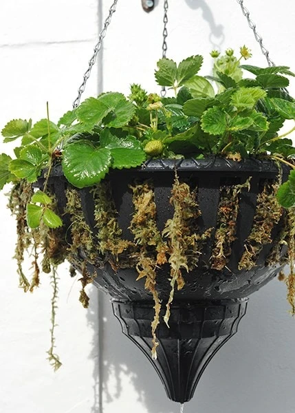 Pair Of Self-watering Hanging Baskets 2 Pair Of Self-watering Hanging Baskets - Image 2