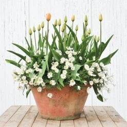 Lucca Terracotta Pot 11 Lucca Terracotta Pot -Plants Shop pr2000012805 card4 lg