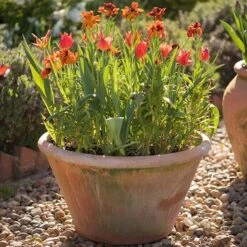 Lucca Terracotta Pot 13 Lucca Terracotta Pot -Plants Shop pr2000012805 card6 lg