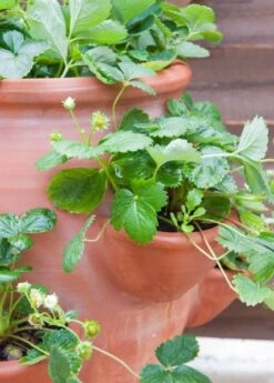 Terracotta Strawberry Planter -Plants Shop pr2000012807 card3 lg