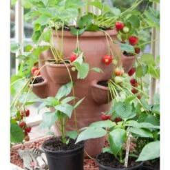Terracotta Strawberry Planter -Plants Shop pr2000012807 card4 lg