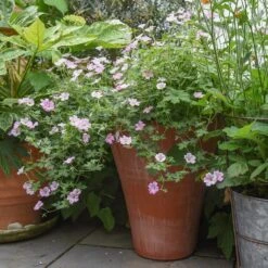 Empoli Terracotta Lily Pot 11 Empoli Terracotta Lily Pot -Plants Shop pr2000012808 card4 lg