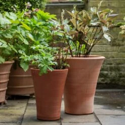 Empoli Terracotta Lily Pot 12 Empoli Terracotta Lily Pot -Plants Shop pr2000012808 card5 lg