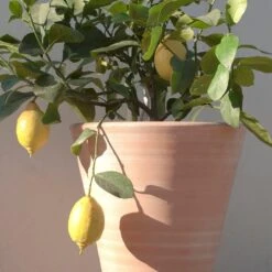 Empoli Terracotta Lily Pot 13 Empoli Terracotta Lily Pot -Plants Shop pr2000012808 card6 lg