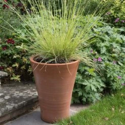 Empoli Terracotta Lily Pot 14 Empoli Terracotta Lily Pot -Plants Shop pr2000012808 card7 lg