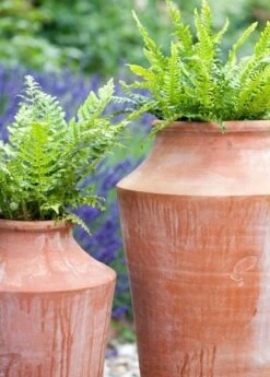 Terracotta Oil Pot -Plants Shop pr2000016940 card4 lg