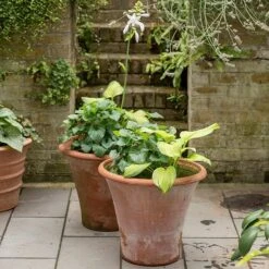 Terracotta Arc Pot 14 Terracotta Arc Pot -Plants Shop pr2000016942 card5 lg