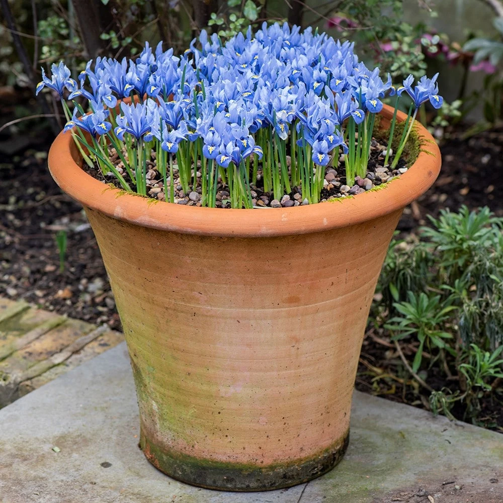 Terracotta Arc Pot 6 Terracotta Arc Pot - Image 6