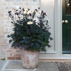 Terracotta Arc Pot 16 Terracotta Arc Pot -Plants Shop pr2000016942 card7 lg