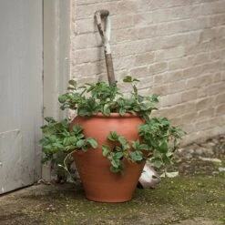 Terracotta Strawberry Pot -Plants Shop pr2000017234 card3 lg
