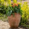 Terracotta Tulip Pot