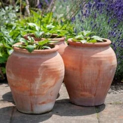 Terracotta Tulip Pot -Plants Shop pr2000017349 card10 lg