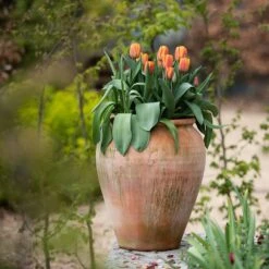Terracotta Tulip Pot -Plants Shop pr2000017349 card3 lg