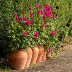 Terracotta Tulip Pot -Plants Shop pr2000017349 card4 lg