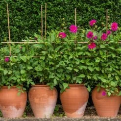 Terracotta Tulip Pot -Plants Shop pr2000017349 card5 lg