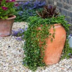 Terracotta Tulip Pot -Plants Shop pr2000017349 card6 lg