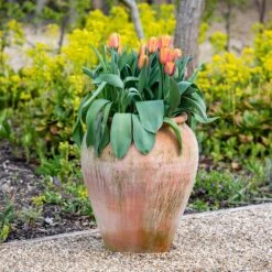 Terracotta Tulip Pot -Plants Shop pr2000017349 card7 lg