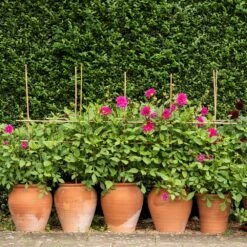 Terracotta Tulip Pot -Plants Shop pr2000017349 card8 lg